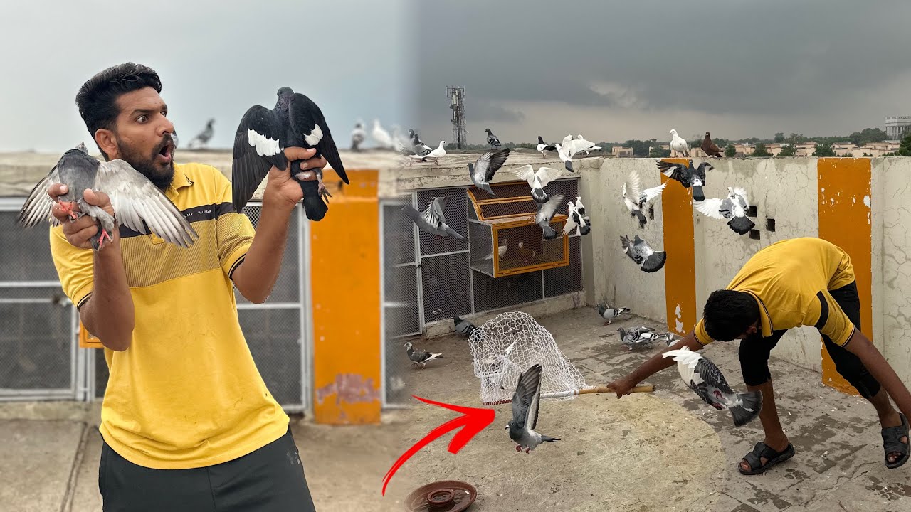 Puray din sa Rulta hua Indian kaitla kabutar utar liya 😳😳