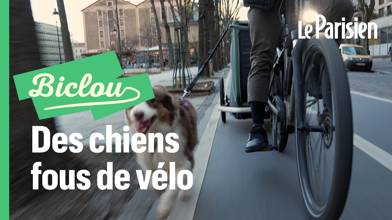 «Mon border collie doit courir deux fois par jour !»  : ces cyclistes qui roulent avec leur chien