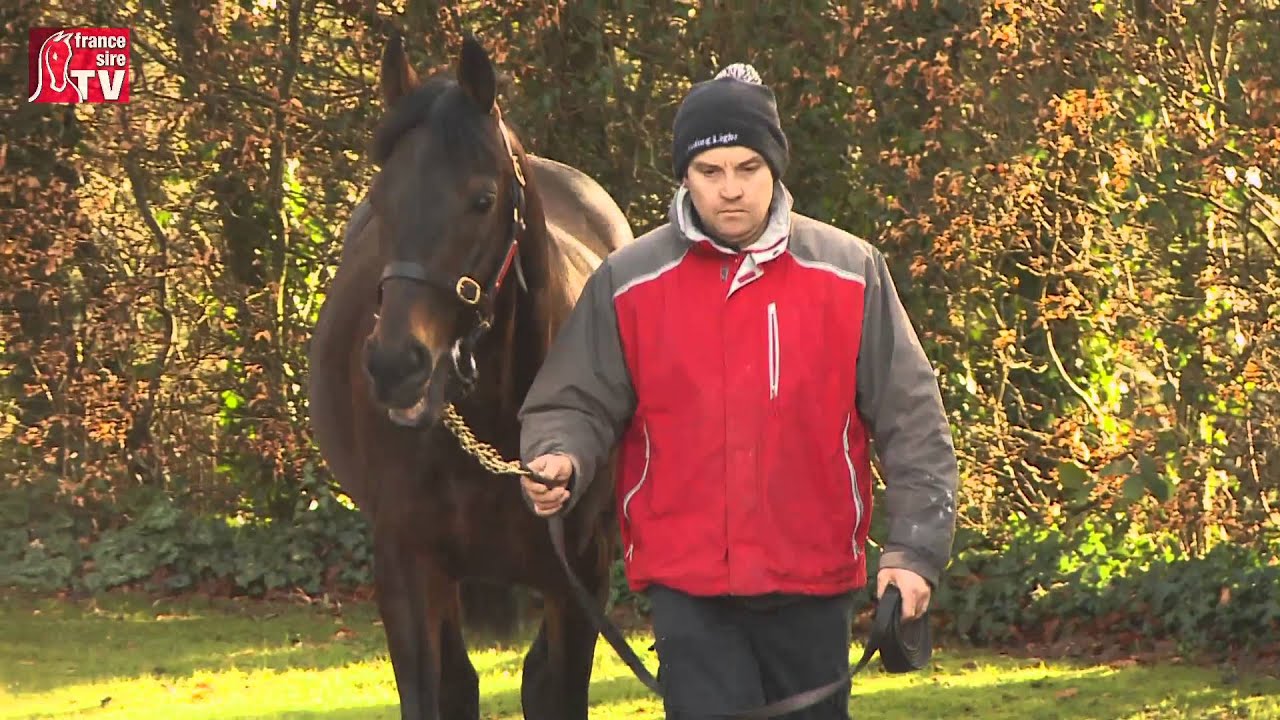 Fame and Glory - Irish Stallion Trail 2016