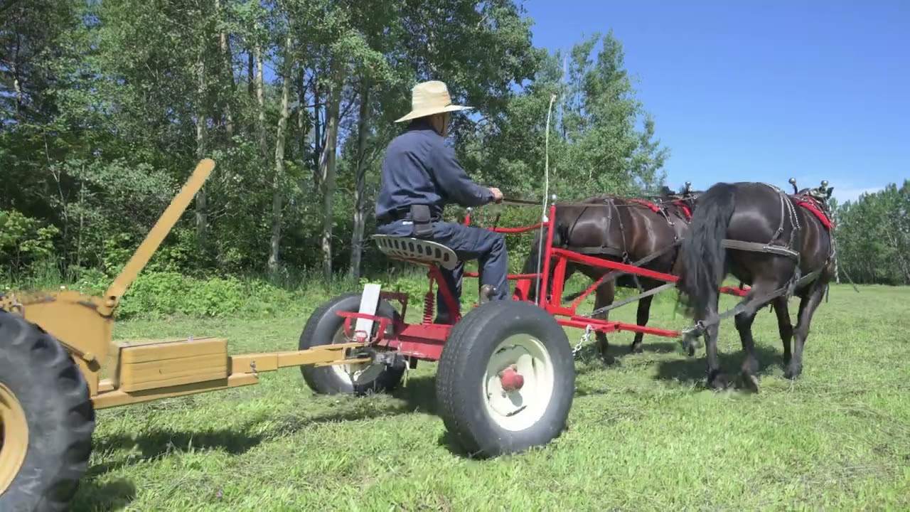 Traction animale avec chevaux canadiens