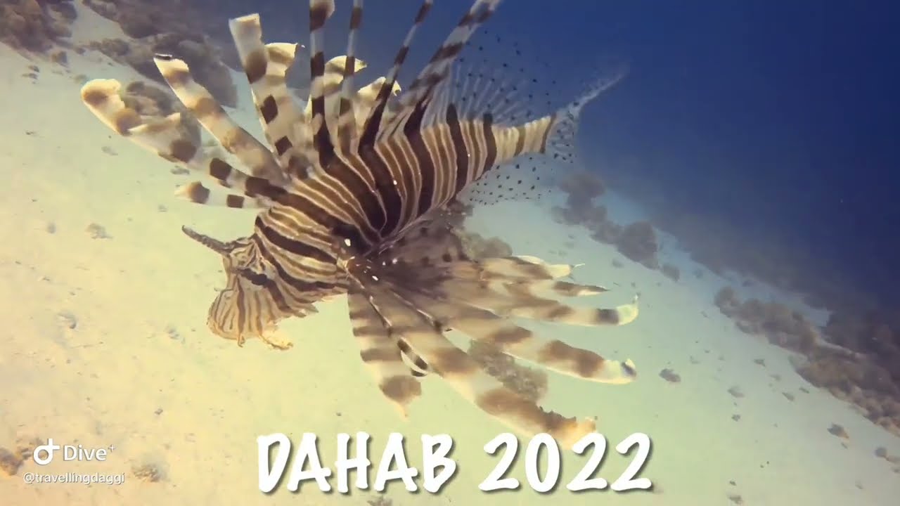 Best divesites in Dahab 2022