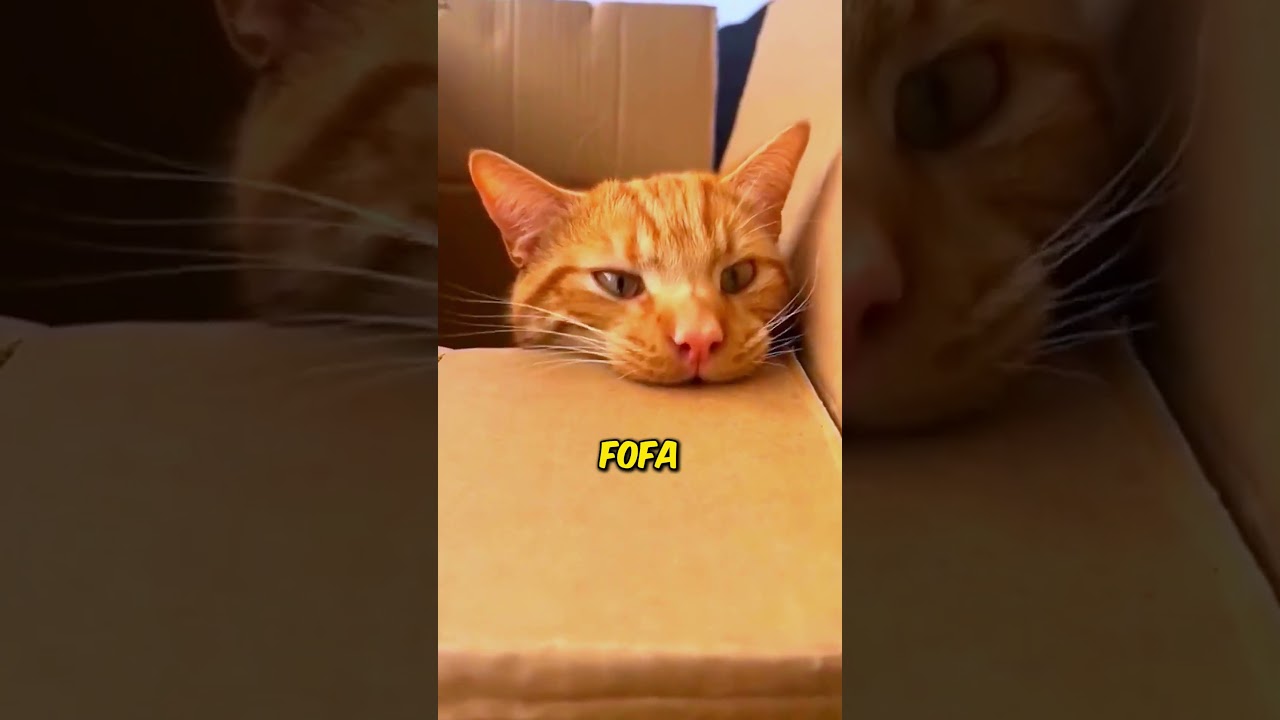 Esse Gatinho &eacute; Bagunceiro 😂 #interessante #curioso #incrivel #animais #gatos