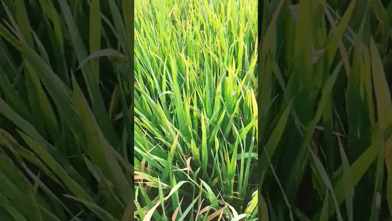 Padi yang terserang Hawar Daun Bakteri atau Kresek