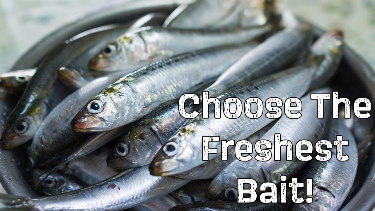 BAIT along our SOUTH AFRICAN Coastline | What to do to choose the freshest store bought bait!