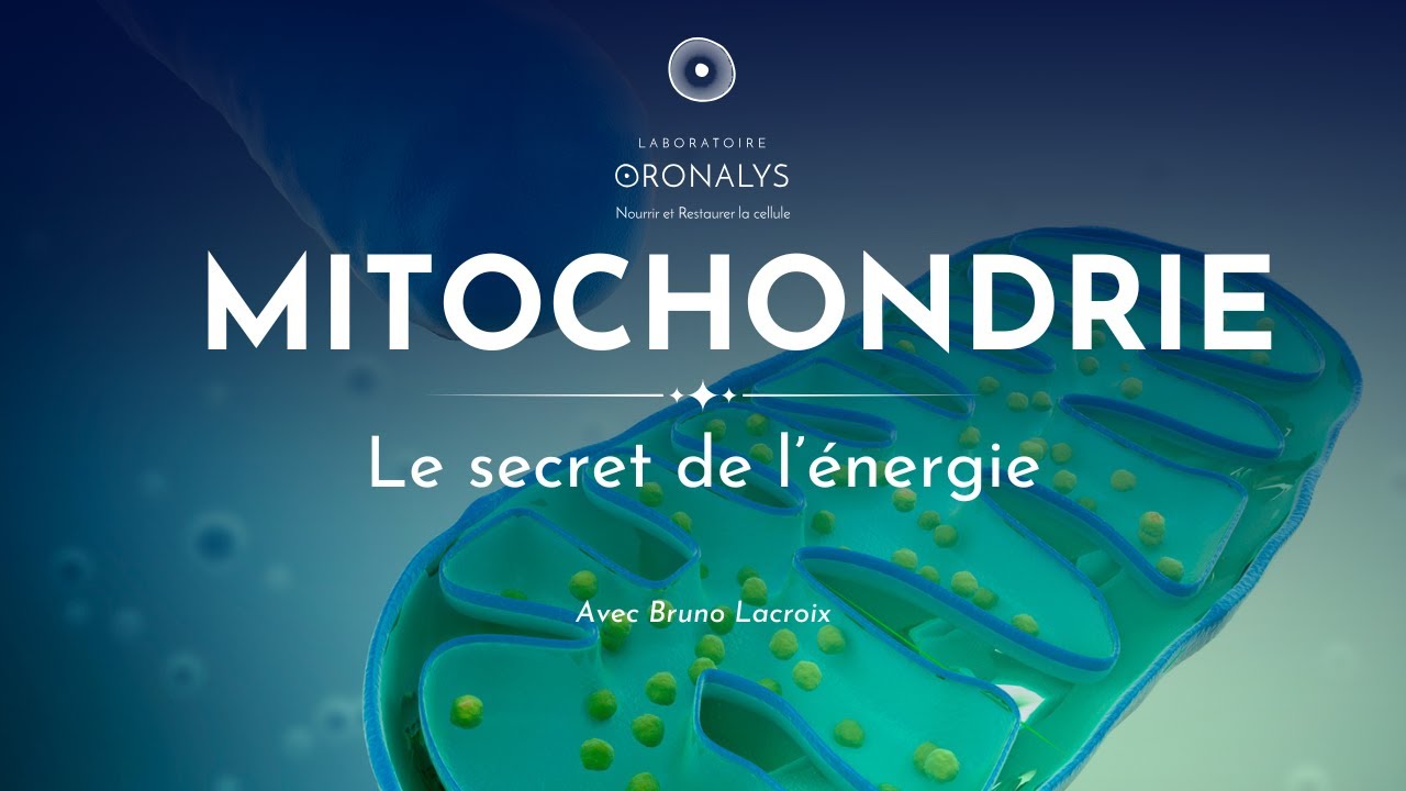 Vidéo du mois : Mitochondrie, le secret de l'énergie !