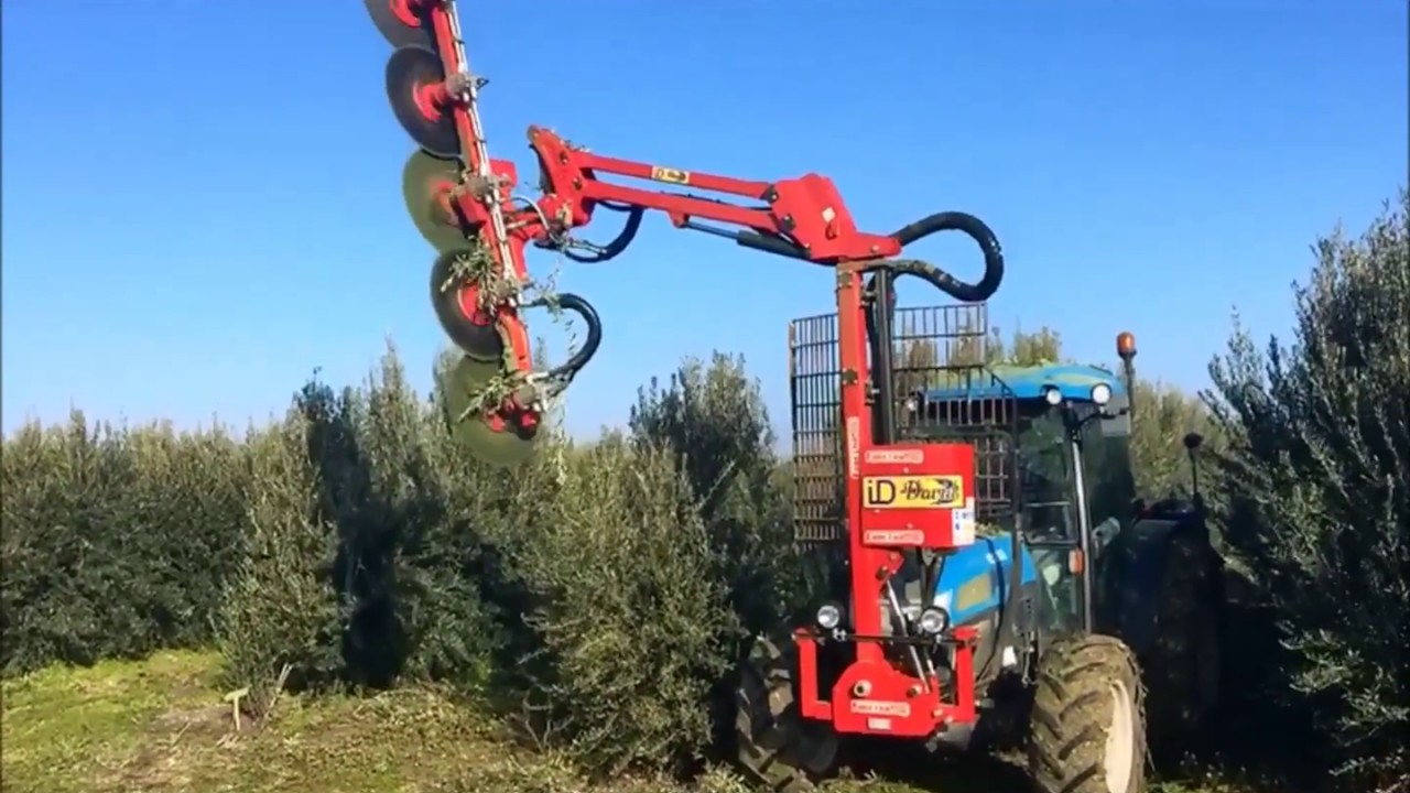 🌳Hedging topping pruner | Prepodadora de arboles | Poda olivar en seto |  iD David