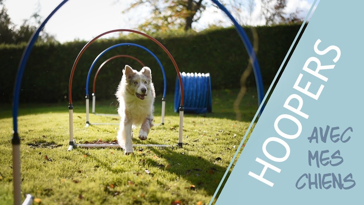 Qu'est-ce que le HOOPERS ? + Séance avec mes chiens !