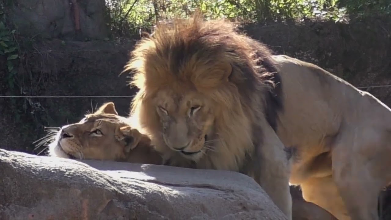 オスライオン・ガオウ両手に花💗双子の姉妹と朝のあいさつ【天王寺動物園】