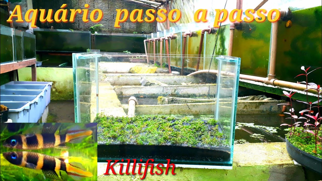 Plantas carpete  em aquário, passo a passo