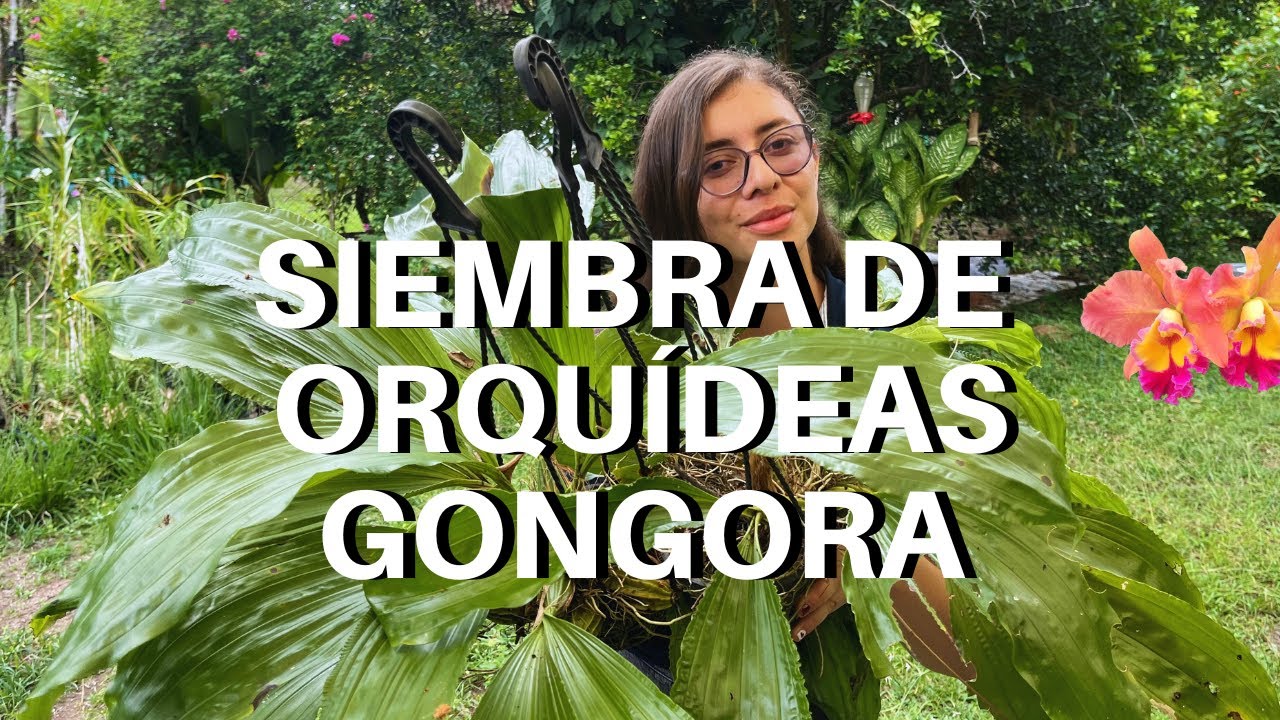 Siembra de Orquídeas Gongora