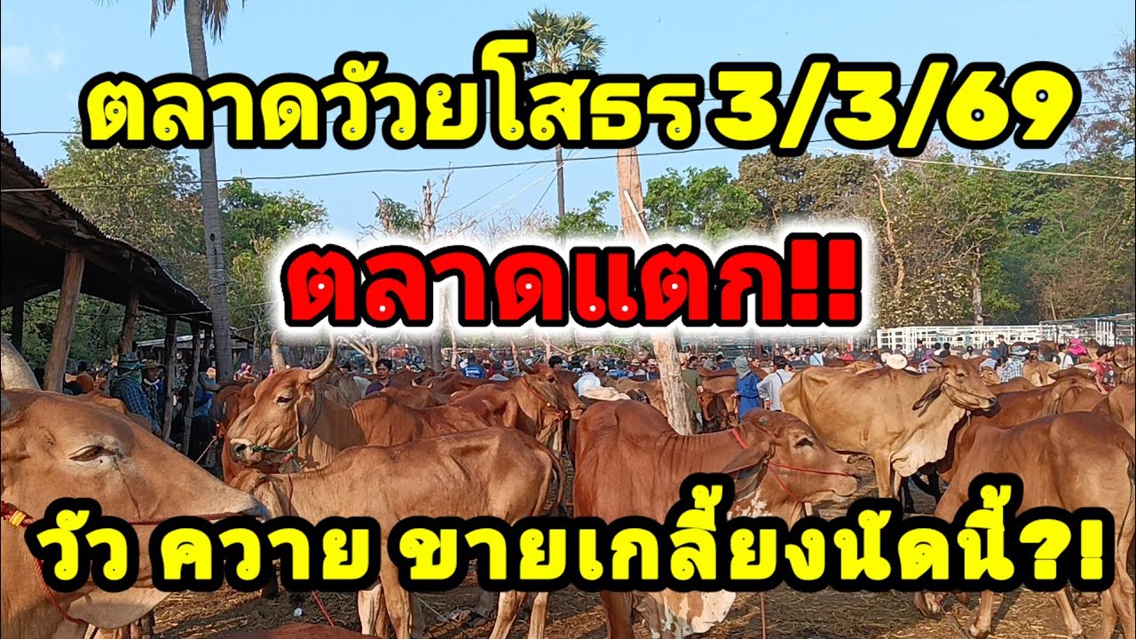 🔴ตลาดแตก! วัว ควาย อ้วน!! ขายดี ทั่งไทย เวียดนาม แย่งกันซื้อ!!