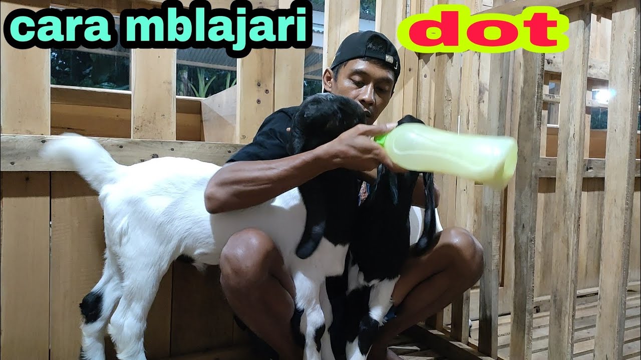 cara ngajari dot pada anak kambing /cempe