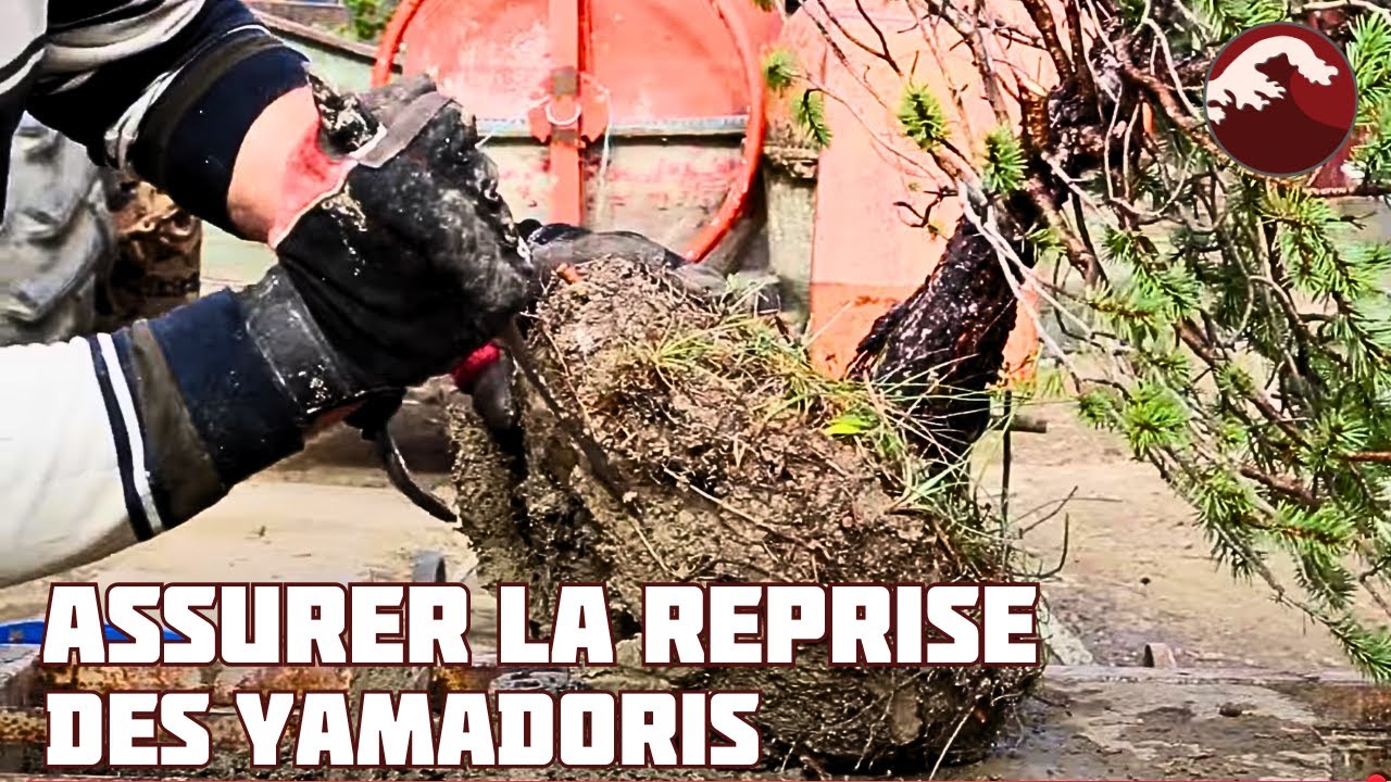 Technique de Rempotage d'un Yamadori tout juste Prélevé 🌱 NEJIKAN BONSAI 🌱