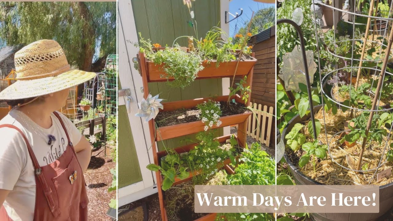 Trying To Beat The Heat, Harvesting Salad Greens & Watering Containers☀️| #Zone9b #2026garden 