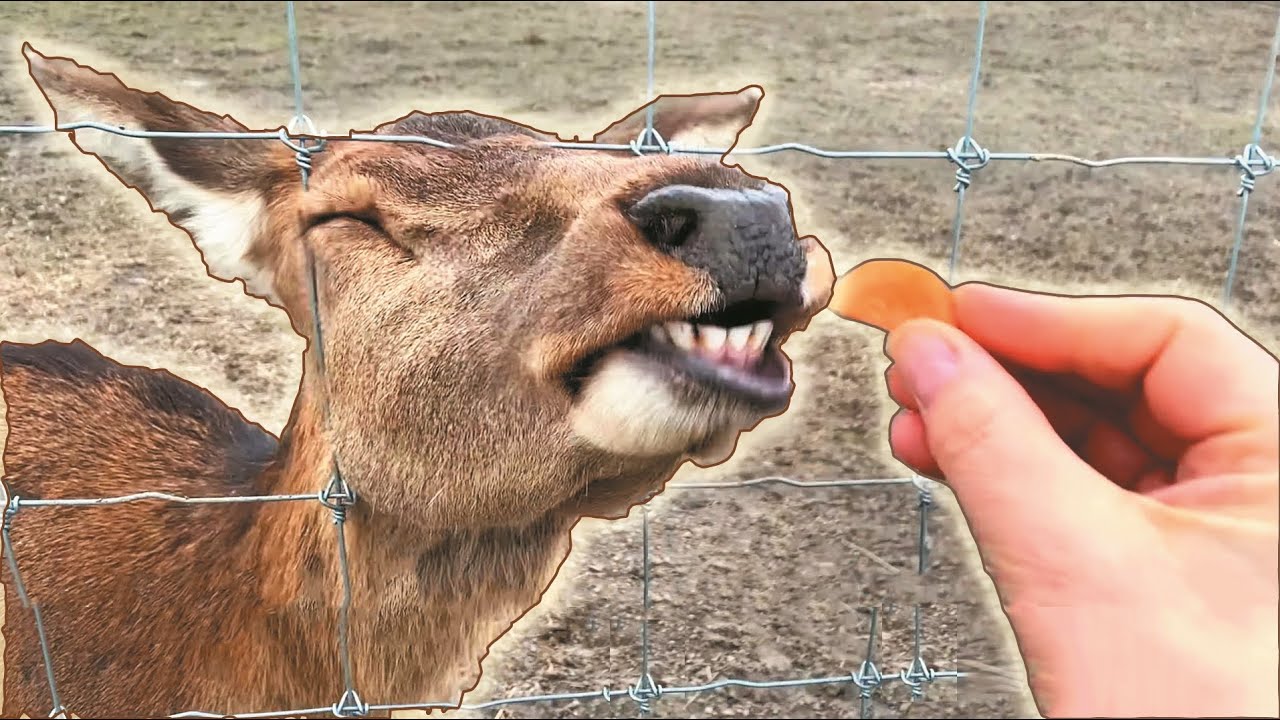 Оленья ферма. Куда поехать на экскурсию с детьми в Украине?