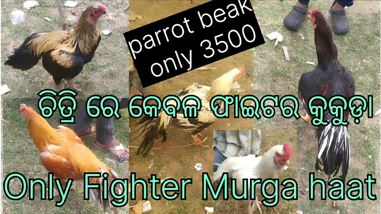 Tuesday Aseel Murga Market Odisha ! ଚିତ୍ରୀ କୁକୁଡ଼ା ହାଟ ରେ ଖାଲି black fighter କୁକୁଡ଼ା