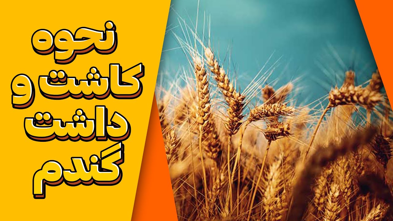 مراحل کاشت گندم | آموزش کاشت گندم | کاشت و داشت گندم | کاشت گندم