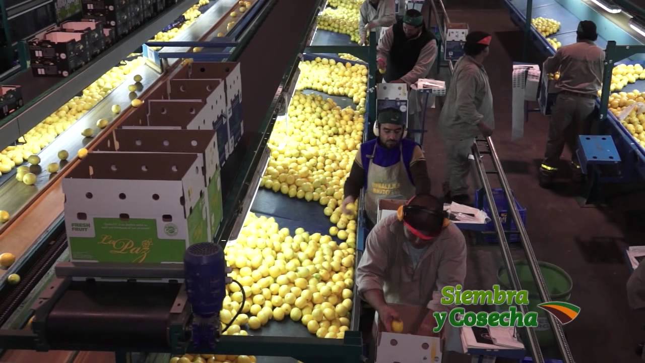 SIEMBRA Y COSECHA TV: Producción de limón para exportación