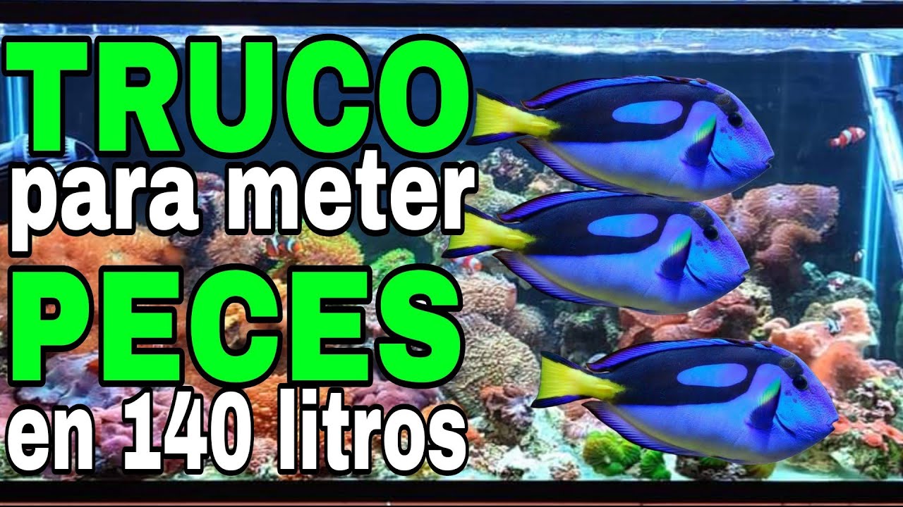 METE ESTOS PECES EN 140 LTS DE FORMA SEGURA.