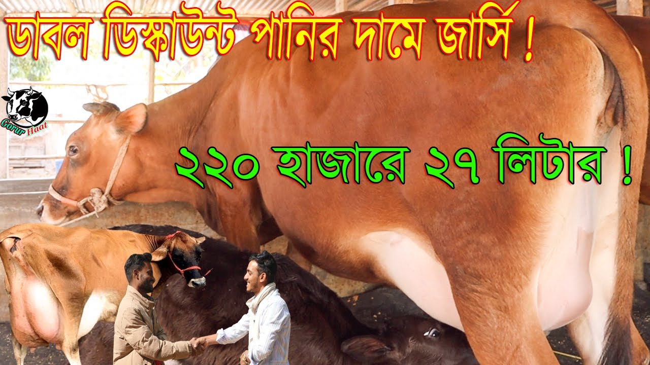 ডাবল ডিস্কাউন্ট পানির দামে জার্সি ! ২২০ হাজারে ২৭ লিটার ! দেশী প্রবাসী সবার জন্য ধামাকা ছাড় ।গরুরহাট