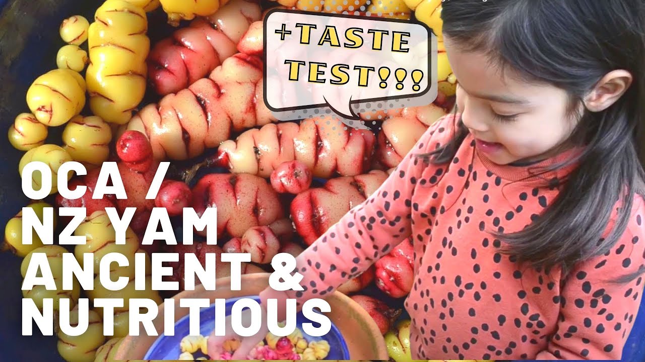 Oca / NZ Yam | Growing, Harvesting and Eating Guide | Everything you need to know + Taste test!