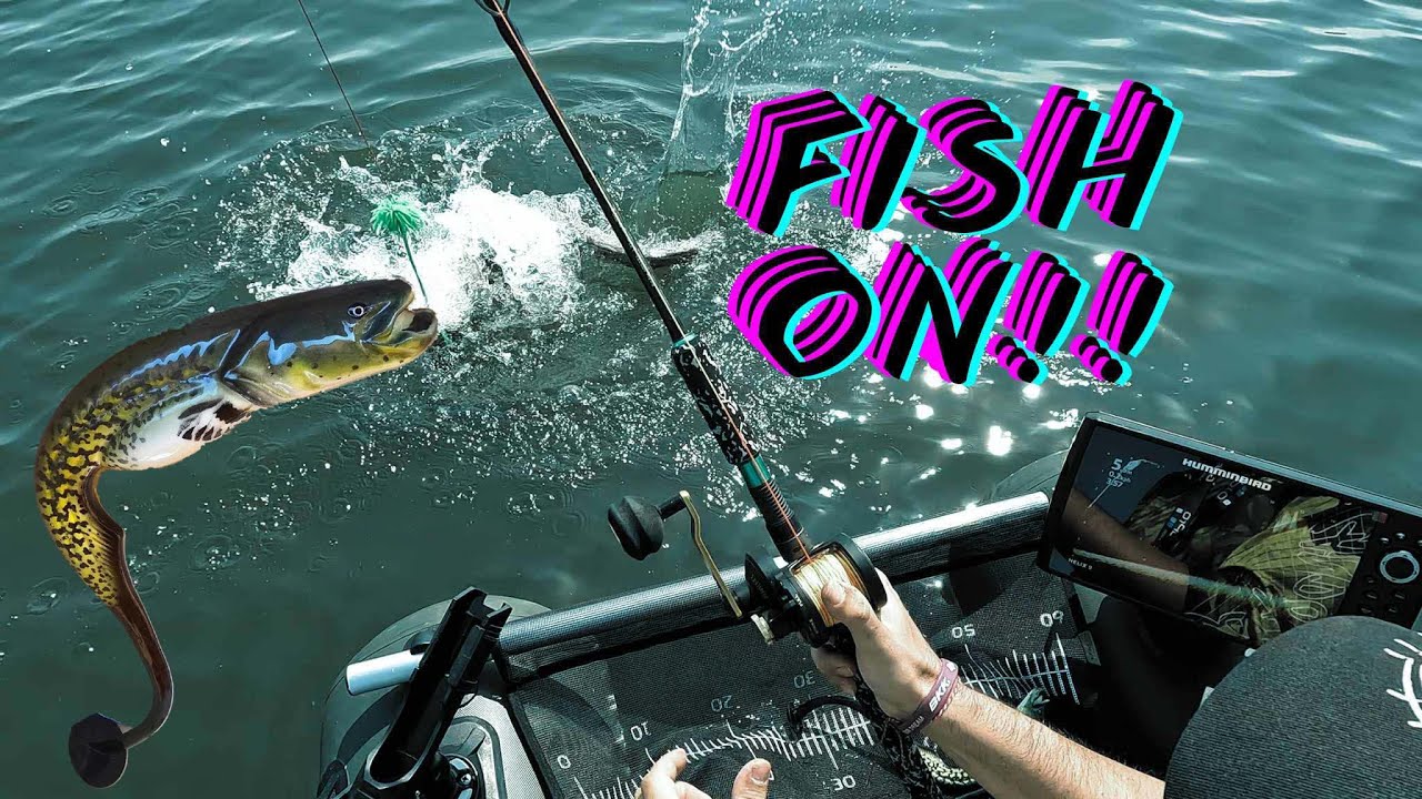 Catfish Belly boat & clonk 😱🔥