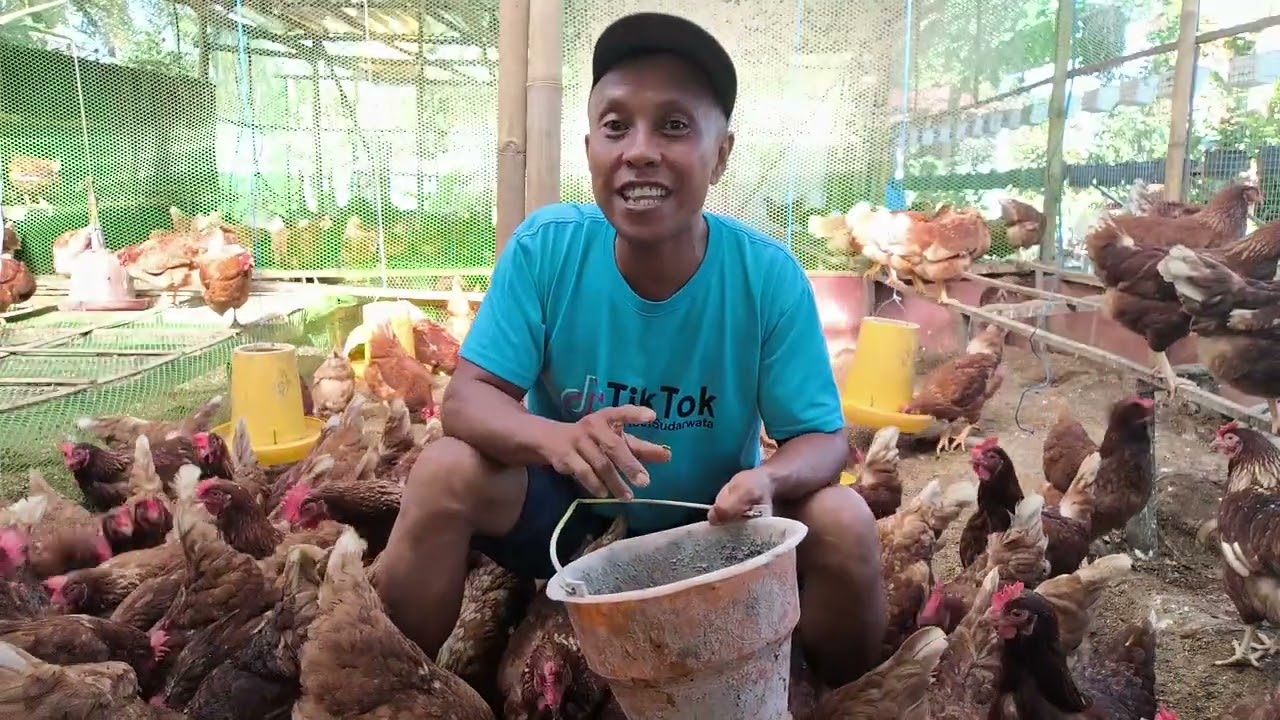 Rahasia Ayam Gembira : Ayam Bahagia, Telur Lebih Bernilai”