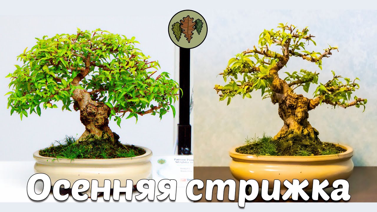 Осенняя стрижка райтии священной @Studio.Bonsai