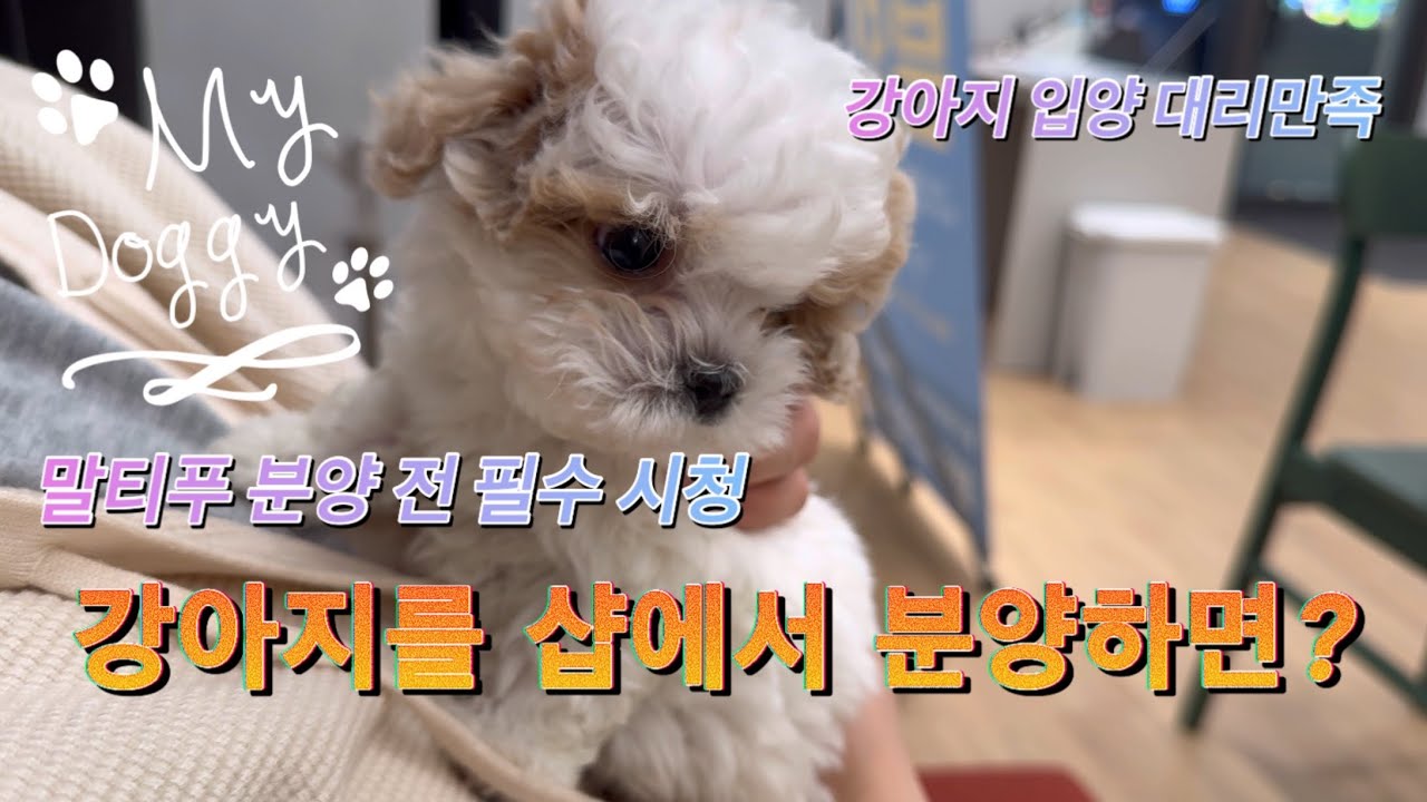말티푸를 샵에서 분양하면? (말티푸 분양 전 필수시청) 강아지 분양받기 전과정