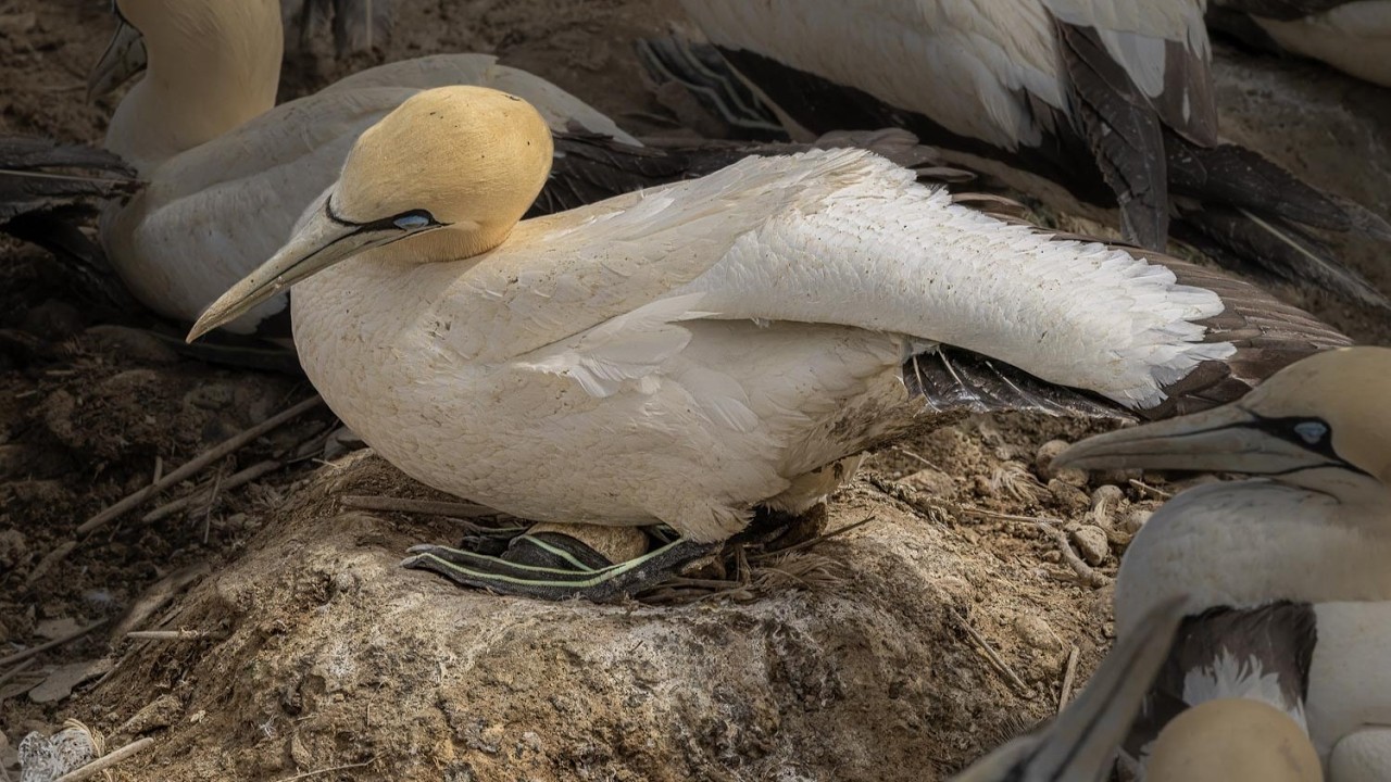 Gannet nest building