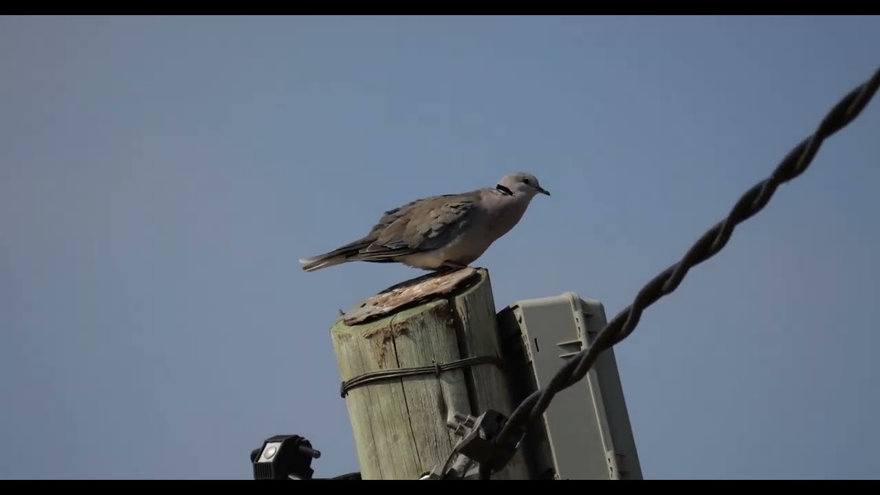 坦桑尼亞 環頸斑鳩 Ring-necked Dove (3)