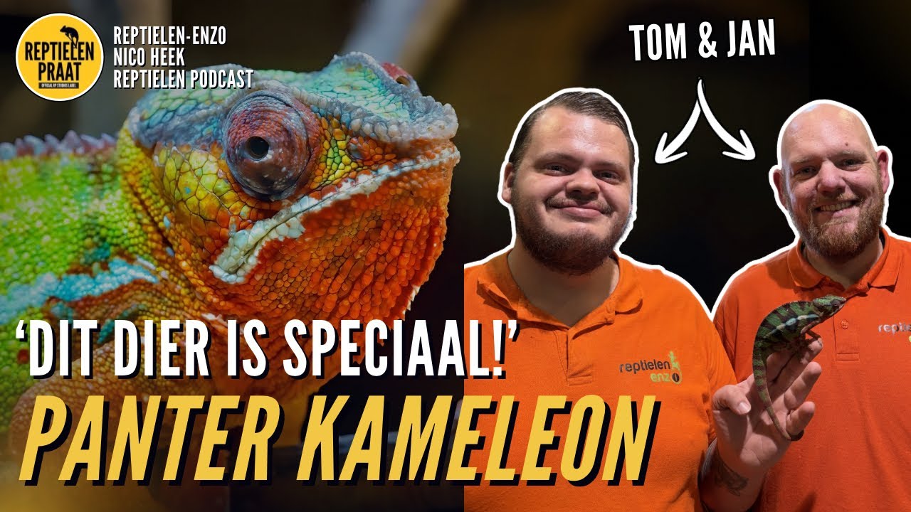 KAMELEONS & DIERENWINKELS kunnen het wel 🔥🤩 | Reptielen praat Ft Reptielen Enzo | S2.AFL3