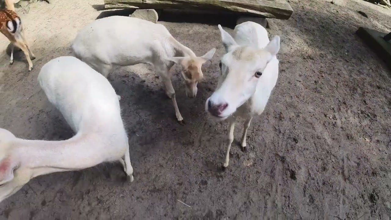 Tierpark Angermünde