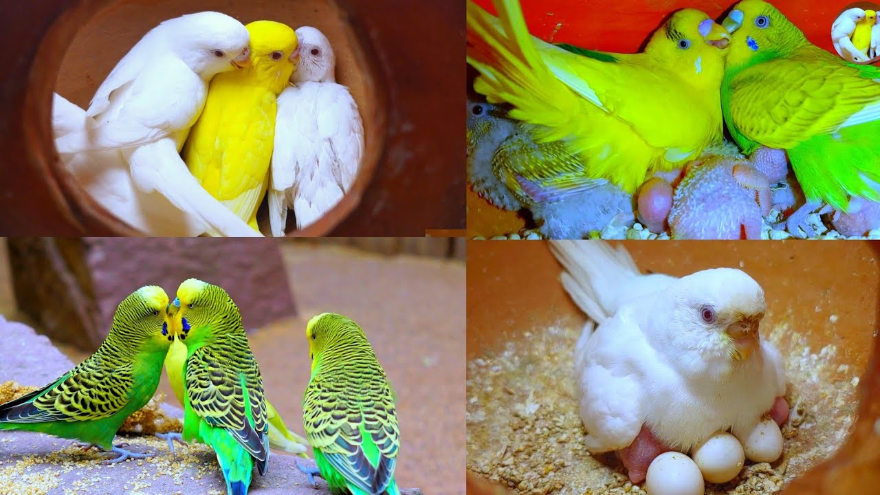 বাজরিগার পাখি পালন পদ্ধতি। বাজরিগার পাখির দাম ও আয় ব্যয়। বাজরিগার পাখি পালন ও দাম।