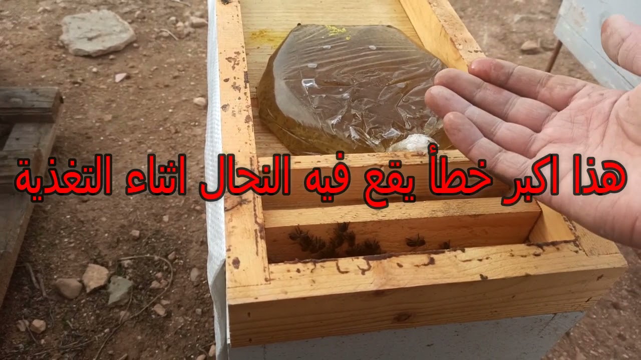 هذا أكبر خطأ يقع فيه النحال أثناء تغذية نحله في فصل الشتاء