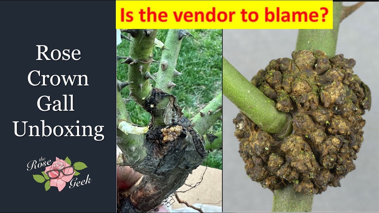 🌹 Unboxing a Rose with Crown Gall | Should I blame the vendor?