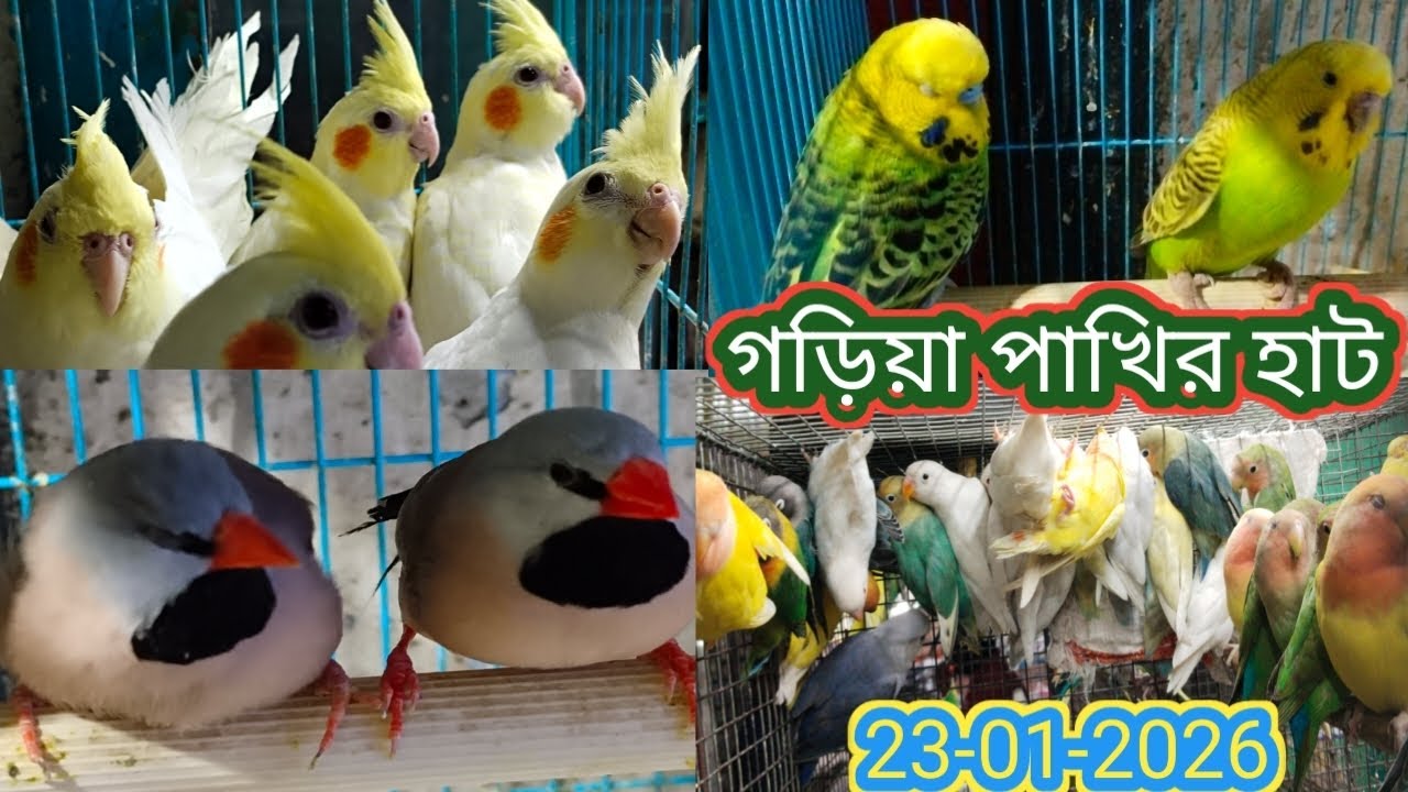 সরস্বতী পুজোতে গড়িয়া পাখি হাট কেমন গেল। Garia Bird Market. গড়িয়া পাখির হাট। Garia Pakhi Market.