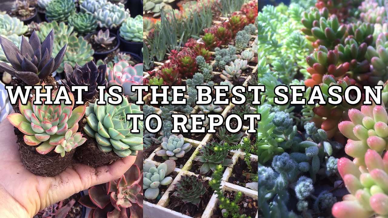 What is the best season to repot succulents