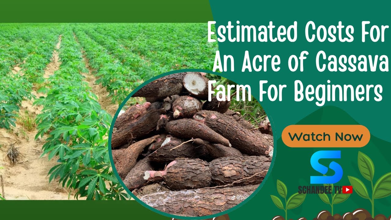 Estimated Cost to Start 1 Acre Cassava Farm in Ghana