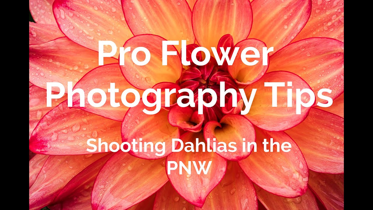 PRO Tips for Shooting Flowers