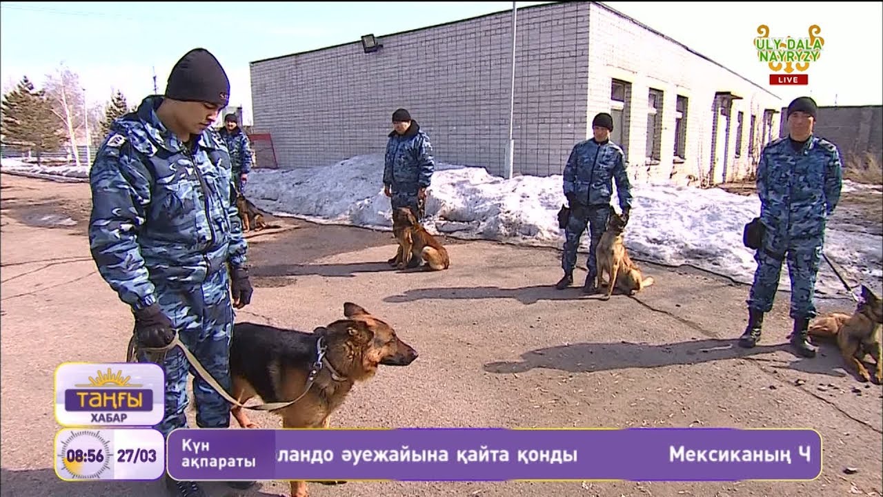 Кинолог мамандығының қызығы мен қиындығы туралы