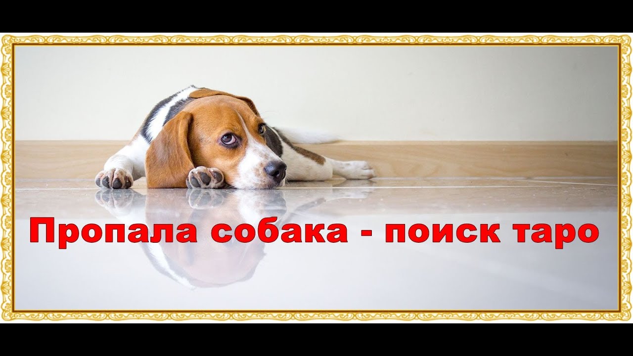 Пропала собака  - Поиск пропавшего животного