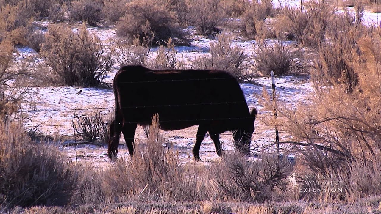 Winter Livestock Grazing