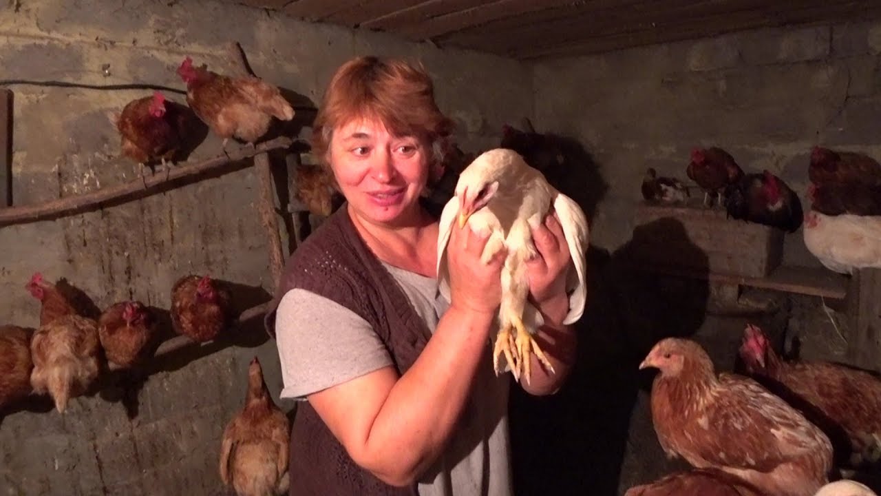 VLOG - Мама про Курочек 🐓Душевно 🐥Утепляем Курятник 😴Ночуем у Родителей