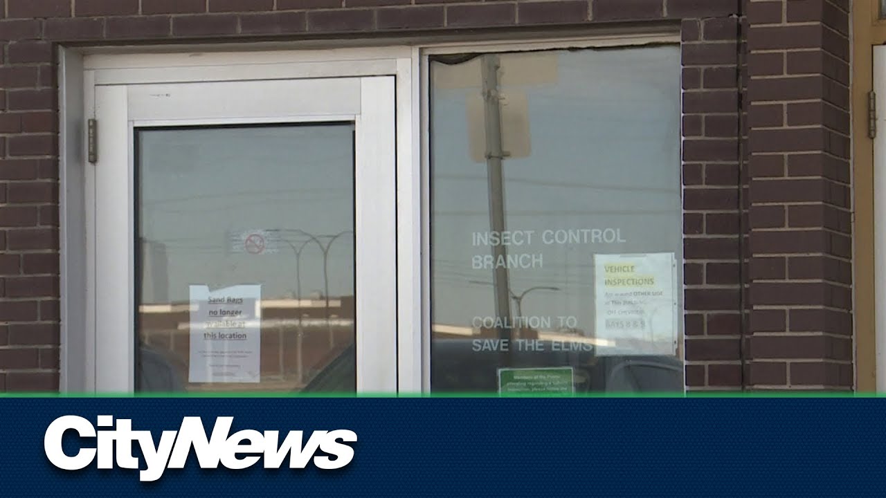 Winnipeg expecting less mosquitoes this spring