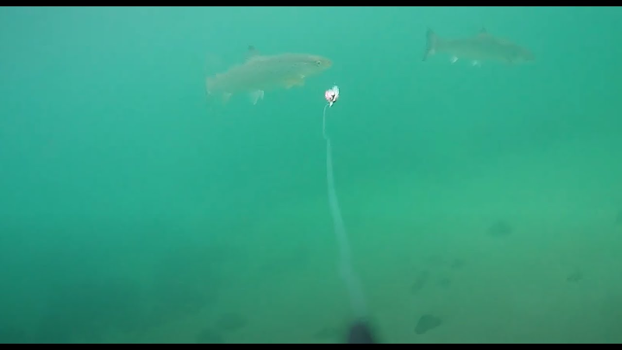 Havørredfiskeri  med westin escape cam / seatrout fishing with westin escape cam