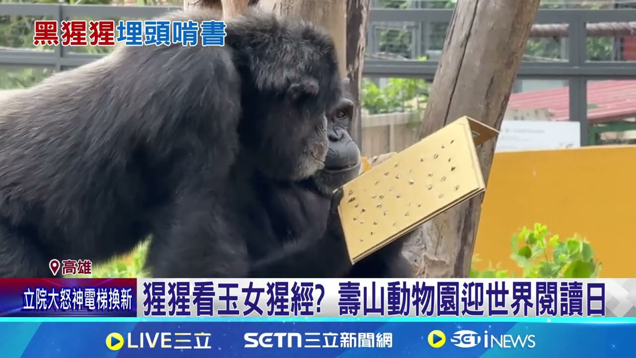 世界閱讀日猩猩看國語 猩猩看玉女猩經 壽山動物園迎世界閱讀日｜三立新聞網 SETN.com