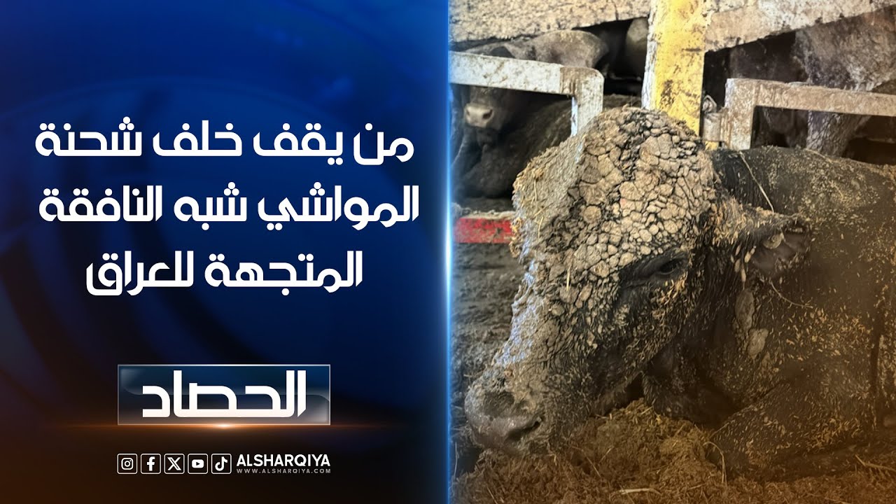 من يقف خلف شحنة المواشي شبه النافقة ذات الرائحة الكريهة المتجهة للعراق #الحصاد #الشرقية_نيوز