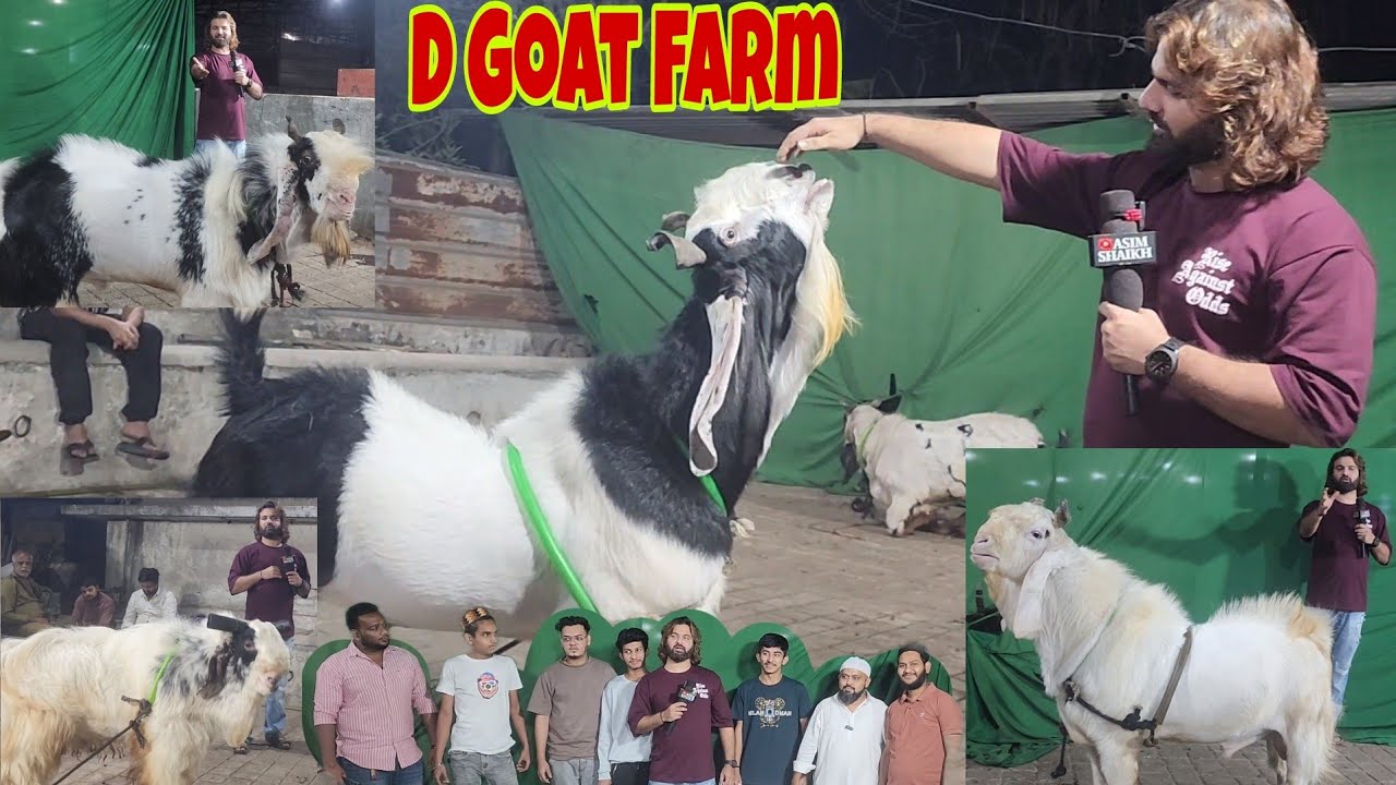 The Most Royal Kota Collection D Goat Farm | Zuber Bhai Ke Top Kota Bakre | Danish Bhai The Brand.