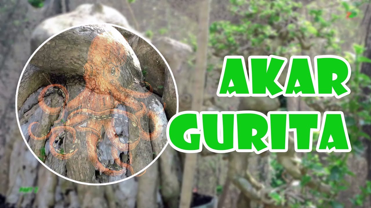 GILAAAA😱😱😱 ADA SANCANG AKARNYA MIRIP GURITA